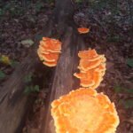 Chicken of the Wood in glorious colours