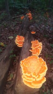 Chicken of the Wood