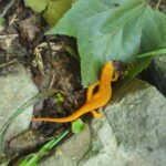 Orange Newt
