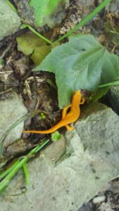 Orange Newt