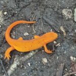 Orange Newt on AT