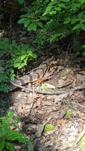 Rattlesnake encounter