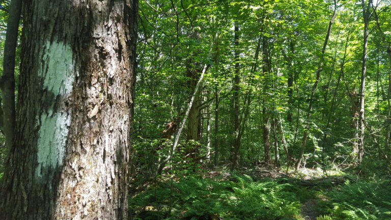 Marker trail straight ahead