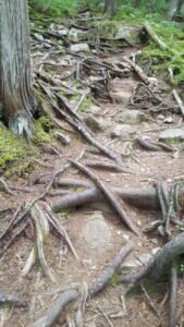 Twisted tree roots