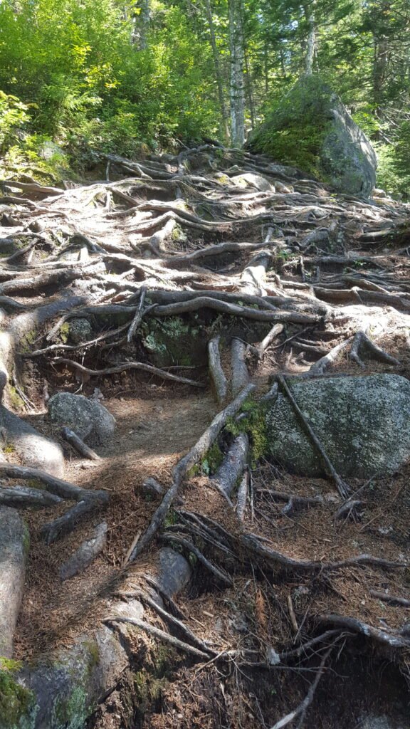 tree roots crazy