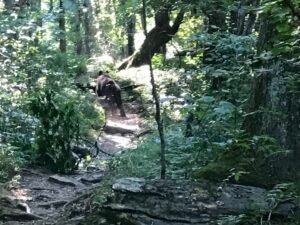 bear running from bee hive