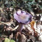 purple toadstool