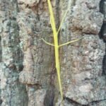 yellow stick insect