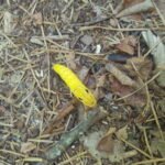 yellow unusual insect